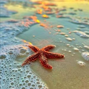 Meet your Posher, Mirena